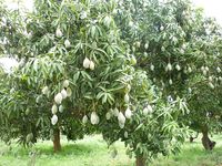 640px-Thotapuri_Mango_tree_in_Kolar
