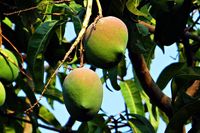 Mango-mangifera-indica