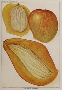 Two_types_of_Mangoes,_Illustration_from_The_Encyclopedia_of_Food_by_Artemas_Ward