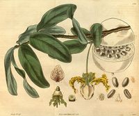 Curtis&#039;s_botanical_magazine_(Plate_3059)_(8411481286)