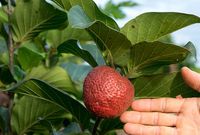 640px-Nauclealatifoliafruit