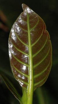 Screenshot 2023-04-18 at 12-22-02 West African Plants - A Photo Guide - Nauclea diderrichii (De Wild. &amp; T.Durand) Merr