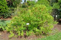 640px-Ocimum_gratissimum_-_Mounts_Botanical_Garden_-_Palm_Beach_County,_Florida_-_DSC03705