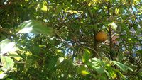 640px-Oncoba_spinosa,_showing_fruit_and_foliage