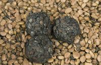 640px-Sumbala_balls_and_the_African_locust_bean_seeds_they_are_prepared_from_(Kera_(D&eacute;dougou_District),_Burkina_Faso,_June_2014)