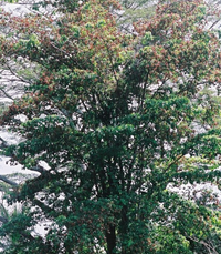 Screenshot 2023-04-22 at 11-39-37 West African Plants - A Photo Guide - Petersianthus macrocarpus (P. Beauv.) Liben