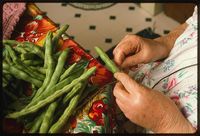 Stringing_beans_for_drying._The_dried_beans_are_known_as_leather_britches_(shucky_beans)