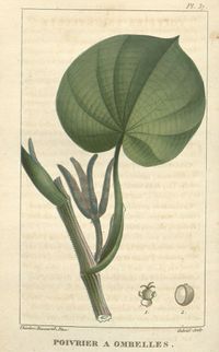Flore_m&eacute;dicale_des_Antilles,_ou,_Trait&eacute;_des_plantes_usuelles_(Pl._37)_BHL2956049