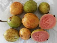 640px-Guava_-_Psidium_guajava_fruit_of_Cuba