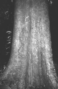 640px-Ricinodendron_heudelotii_trunk
