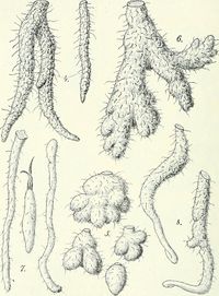 dioscorea dumetorum