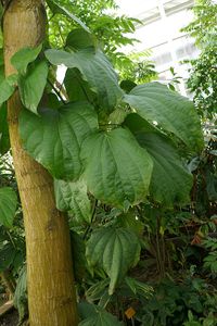 640px-Lannea_welwitschii-Jardin_botanique_Meise_(2)