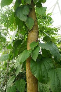 640px-Lannea_welwitschii-Jardin_botanique_Meise_(3)
