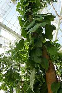 640px-Lannea_welwitschii-Jardin_botanique_Meise_(4)
