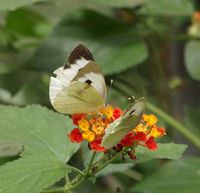 Butterfly_on_a_lantana_camara_-_Parc_floral