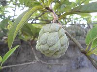 640px-Custard_apple_tree_in_Hainan_-_03