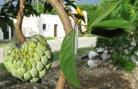 Annona_squamosa-fruits-leaves