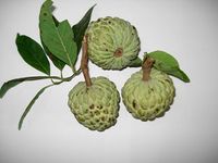 Custard_Apple