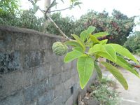 Custard_apple_tree_in_Hainan_-_04