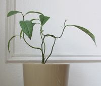 640px-Avocadoashouseplantb