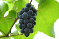640px-Hungarian_red_grape_Isabelle