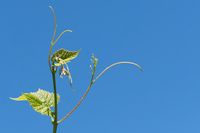 640px-Young_grapevine_leaves,_tendrils_and_flowers_3