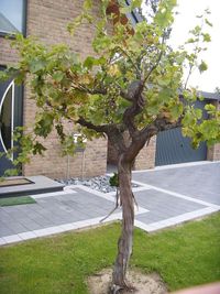 Vitisbaum