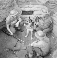 Animals_at_War_1939_-_1945_H12985