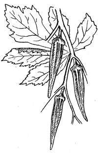Abelmoschus esculenta