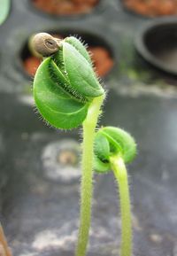Okra_seedling,_hydroponic,_7days