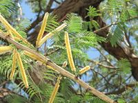 640px-Acacia_catechu_flowers_Townsville_3672