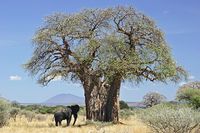 640px-Baobab_and_elephant,_Tanzania