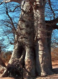 BaobabGriots
