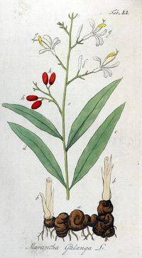 Alpinia galanga