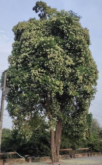 Alstonia angustifolia