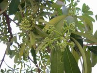 640px-Alstonia_scholaris_leaves_and_flowers