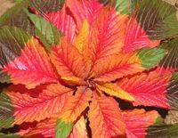 Amaranthus_tricolor_Illumination_(4432258222)