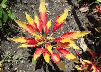 Amaranthus_tricolor_kz01