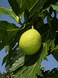 640px-Artocarpus_altilis_(fruit)