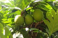640px-Breadfruit_(Artocarpus_altilis),_Malaysia