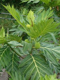 Artocarpus_altilis_(4)