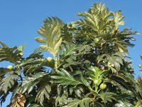 Artocarpus_tree