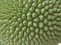 640px-Jackfruit-outiside_view