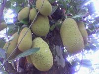 Tender-Jackfruits
