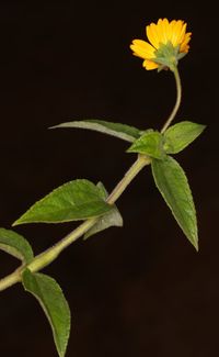 Aspilia_africana_plant