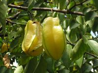 Star_fruit,_Sri_Lanka