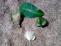 640px-Barringtonia_asiatica_fruit,_leaf_&amp;_flower