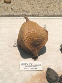 Barringtonia_asiatica_-_Osaka_Museum_of_Natural_History_-_DSC07828