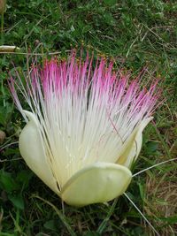 Barringtonia_asiatica_flower