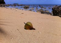 Barringtonia_asiatica_fruit_on_beach_Beqa_Fiji